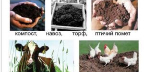 Když je lepší dát hnůj do půdy, na podzim nebo jaro